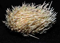 武裝月神海膽藏品圖，第4張