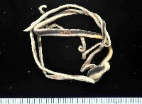 曙光無溝紐蟲藏品圖，第1張