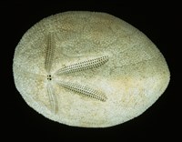 脊背壺海膽藏品圖，第1張