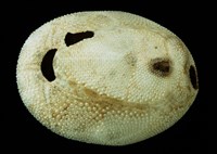 脊背壺海膽藏品圖，第2張