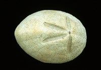 脊背壺海膽藏品圖，第4張