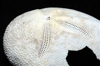 脊背壺海膽藏品圖，第7張