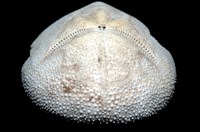 脊背壺海膽藏品圖，第10張
