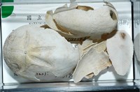 脊背壺海膽藏品圖，第11張