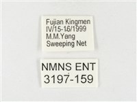 紋黃粉蝶藏品圖，第3張