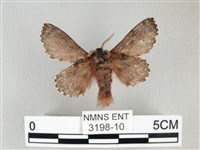 銀肩枯葉蛾藏品圖，第2張