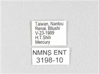 銀肩枯葉蛾藏品圖，第3張