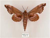 盾天蛾藏品圖，第2張