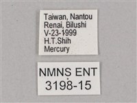 盾天蛾藏品圖，第3張