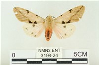 棍棒污燈蛾藏品圖，第1張