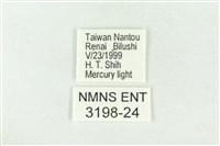 棍棒污燈蛾藏品圖，第3張