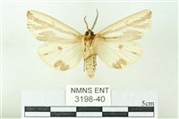 赭新污燈蛾藏品圖，第2張