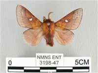 月斑枯葉蛾藏品圖，第1張