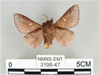 月斑枯葉蛾藏品圖，第2張