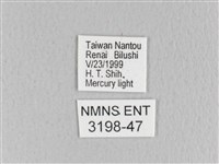 月斑枯葉蛾藏品圖，第3張