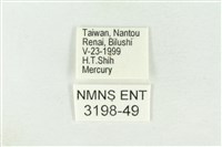 棍棒污燈蛾藏品圖，第3張