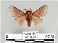 月斑枯葉蛾藏品圖，第1張