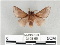 月斑枯葉蛾藏品圖，第2張