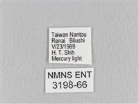 月斑枯葉蛾藏品圖，第3張