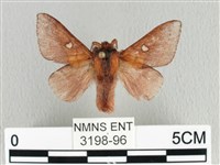 月斑枯葉蛾藏品圖，第1張