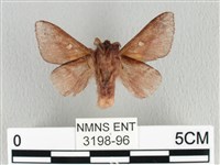 月斑枯葉蛾藏品圖，第2張