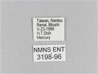 月斑枯葉蛾藏品圖，第3張