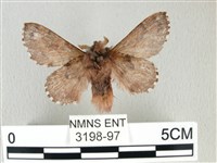 銀肩枯葉蛾藏品圖，第2張