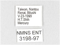 銀肩枯葉蛾藏品圖，第3張