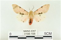 棍棒污燈蛾藏品圖，第1張