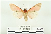 棍棒污燈蛾藏品圖，第2張