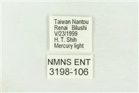 棍棒污燈蛾藏品圖，第3張