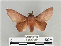 臺灣枯葉蛾藏品圖，第1張