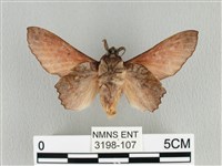 臺灣枯葉蛾藏品圖，第2張