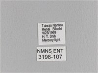 臺灣枯葉蛾藏品圖，第3張