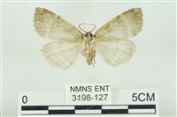 臺灣銀斑異波紋蛾藏品圖，第2張