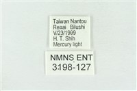 臺灣銀斑異波紋蛾藏品圖，第3張