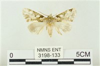 連珠波紋蛾藏品圖，第1張