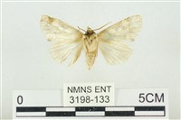 連珠波紋蛾藏品圖，第2張