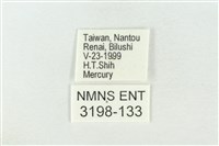 連珠波紋蛾藏品圖，第3張