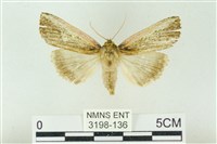 粉太波紋蛾藏品圖，第1張