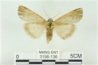 粉太波紋蛾藏品圖，第2張