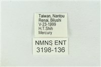 粉太波紋蛾藏品圖，第3張