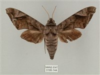 全緣缺角天蛾藏品圖，第1張