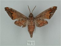 全緣缺角天蛾藏品圖，第2張