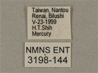 全緣缺角天蛾藏品圖，第3張