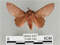 臺灣枯葉蛾藏品圖，第1張