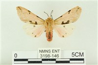 棍棒污燈蛾藏品圖，第1張