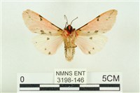 棍棒污燈蛾藏品圖，第2張