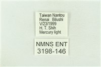 棍棒污燈蛾藏品圖，第3張