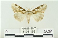 連珠波紋蛾藏品圖，第1張